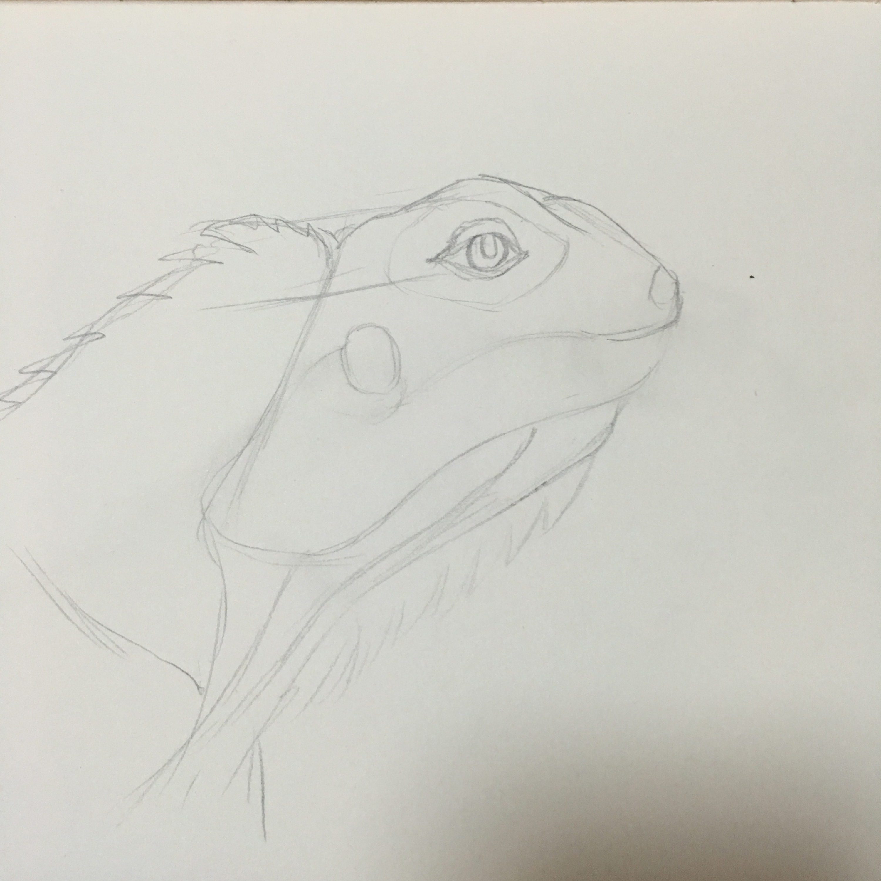 钢笔手绘——绿鬣蜥