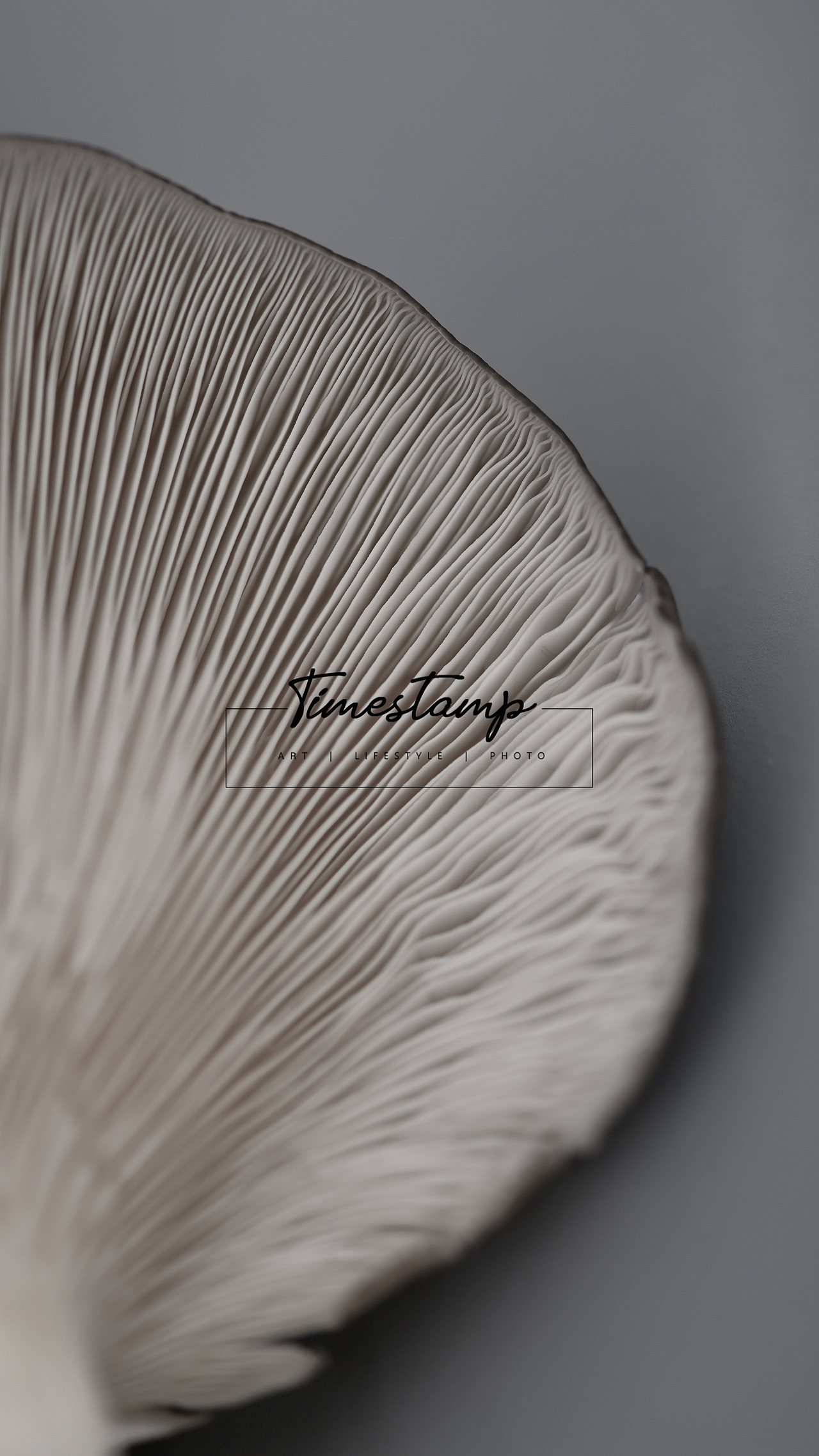 【蘑菇的纹理一直都好美】（图ZMjAxNzExNTMy） - 产品摄影 - 站酷设计师瞌睡蜜蜂原创素材 - 站酷ZCOOL