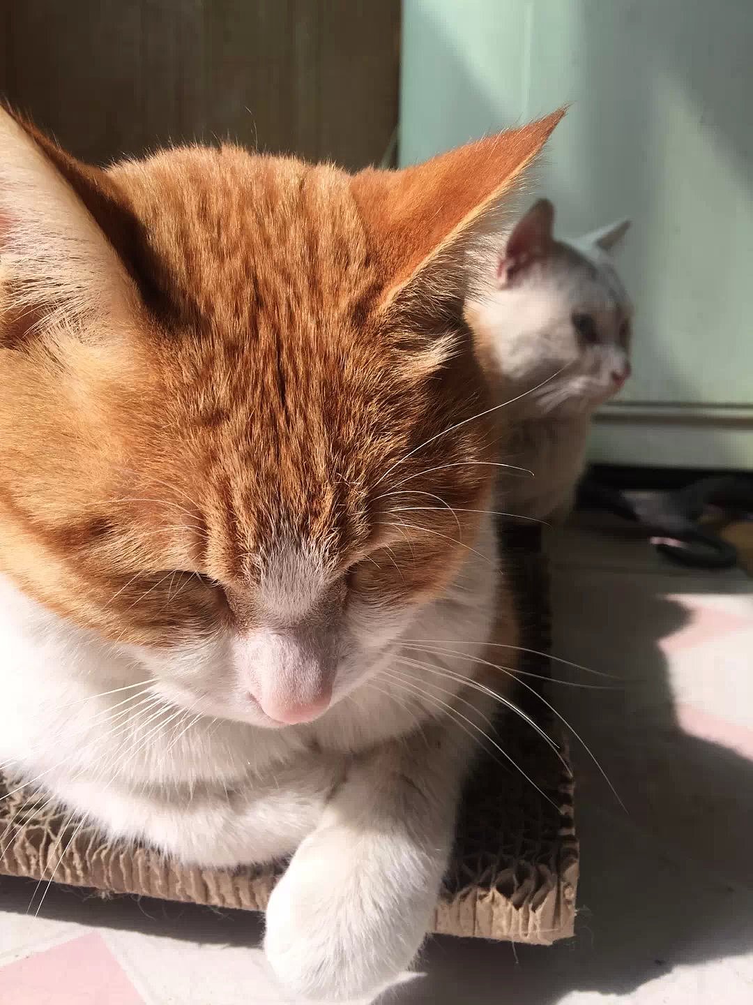 辛勤的猫奴一枚（图ZMjYxMDQwODA=） - 其他 - 站酷设计师夏尛寞滴原创素材 - 站酷ZCOOL