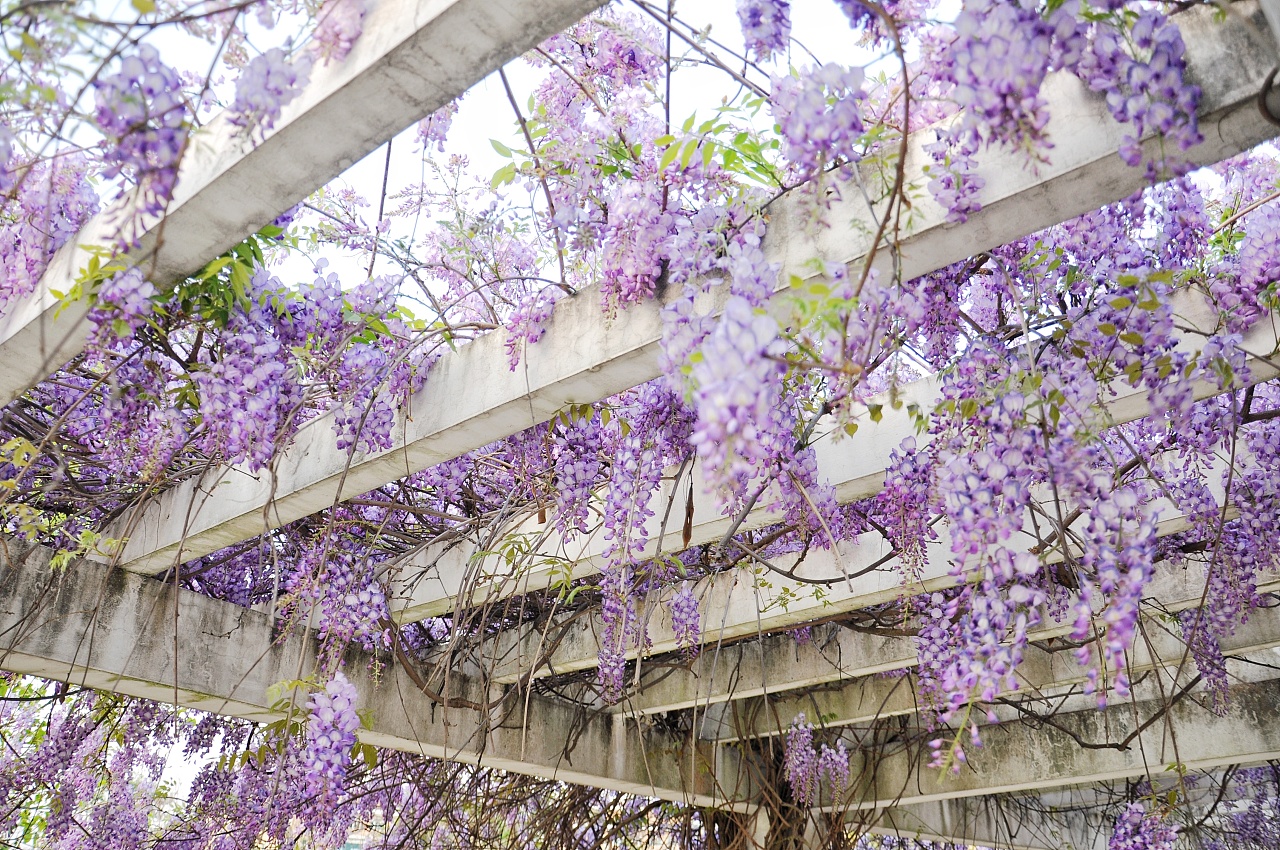 紫藤萝花-壁纸图片大全