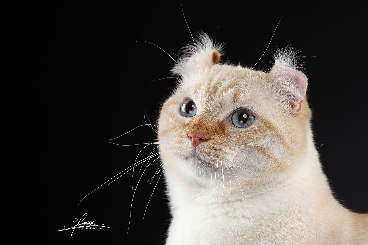 美国卷耳猫amyworks,拍摄于大连