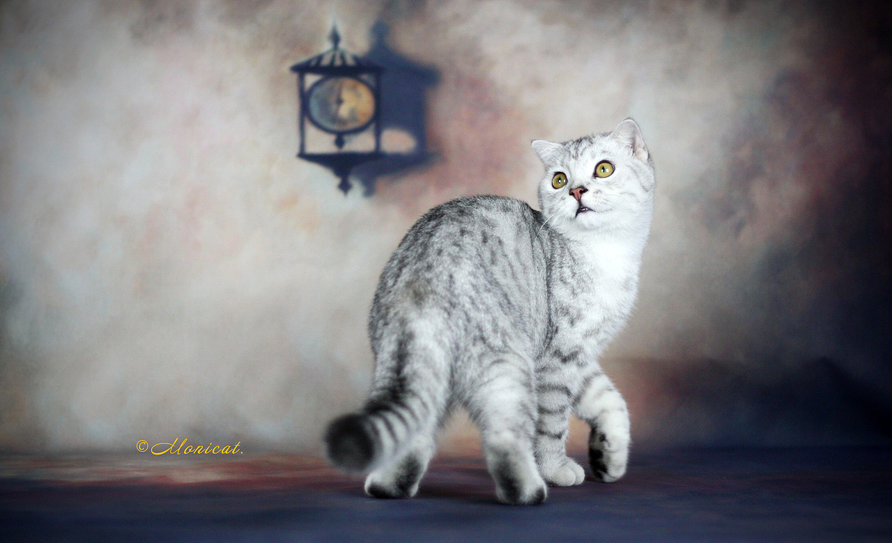 猫妮卡|苏格兰折耳猫DD-小野（图ZMzM2OTM5NzY=） - 宠物摄影 - 站酷设计师Monicat原创素材 - 站酷ZCOOL