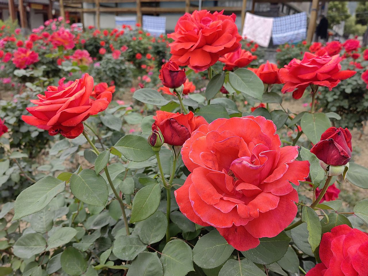 5.1出游季（图ZMzM5MzM3NDI0） - 风光摄影 - 站酷设计师红云道友原创素材 - 站酷ZCOOL