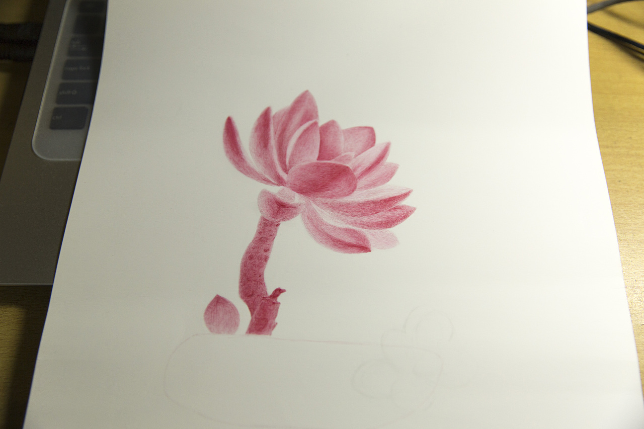 多肉植物圆珠笔手绘