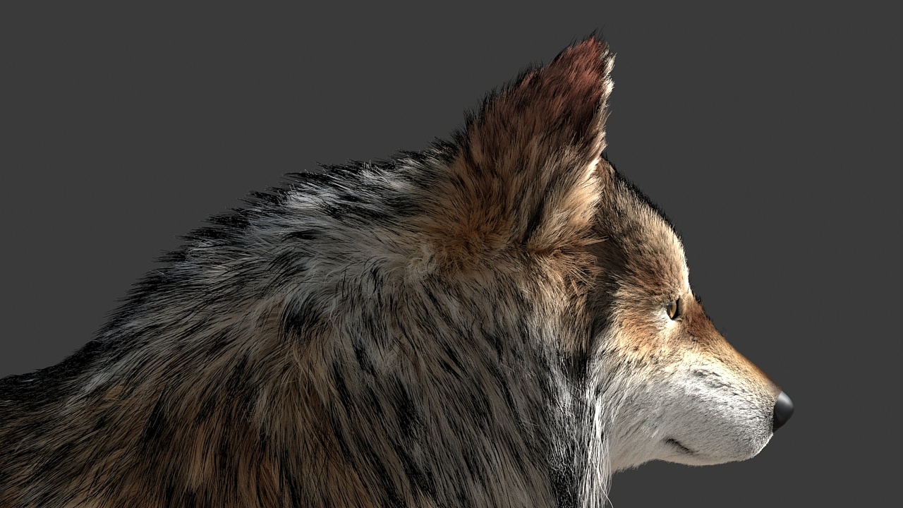 动物毛发练习-狼