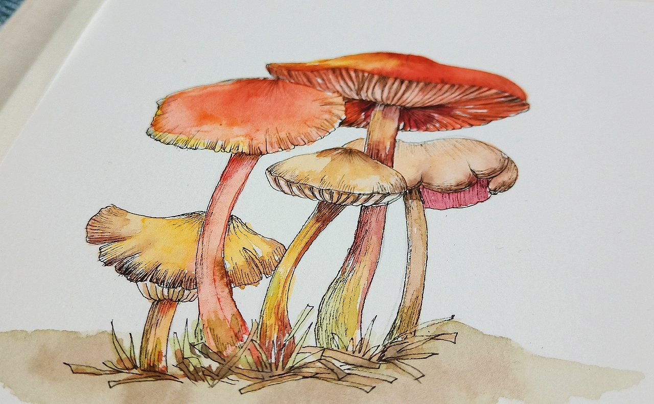 水彩蘑菇