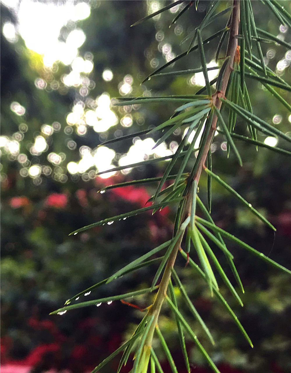 刘勇良手机纪实摄影：松糖挂满了枝头