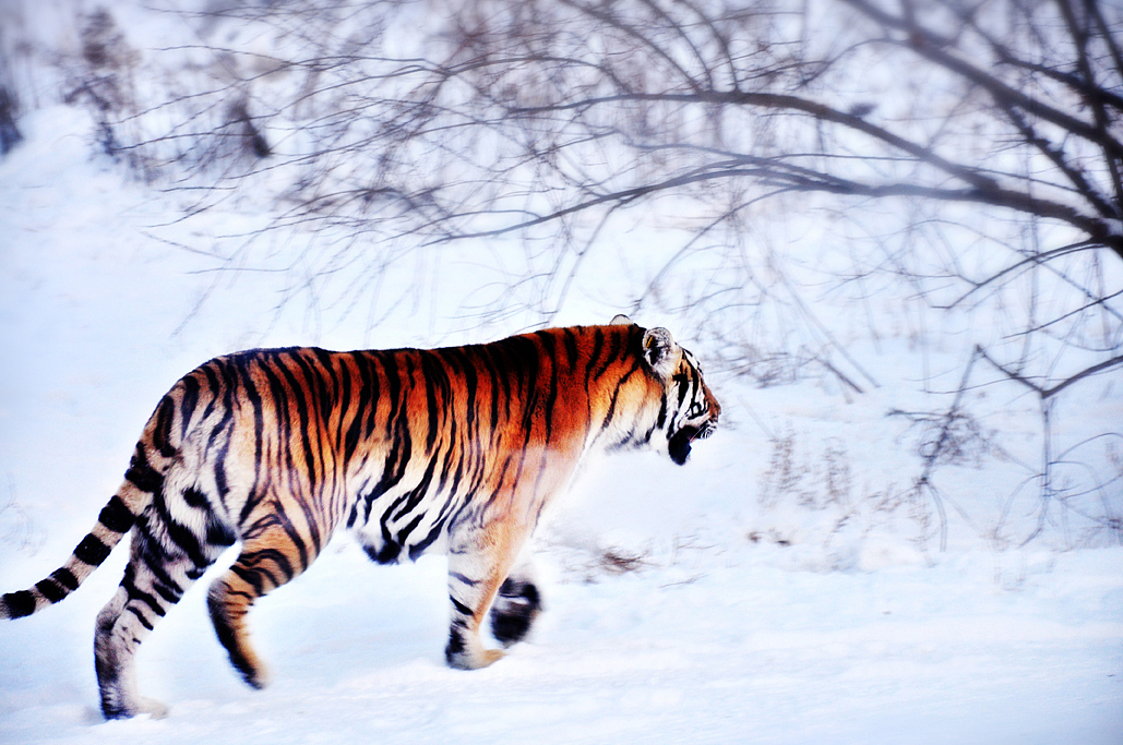 魅力冰雪(二)——哈尔滨冰雪大世界及雪博会