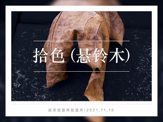 色彩（悬铃木）