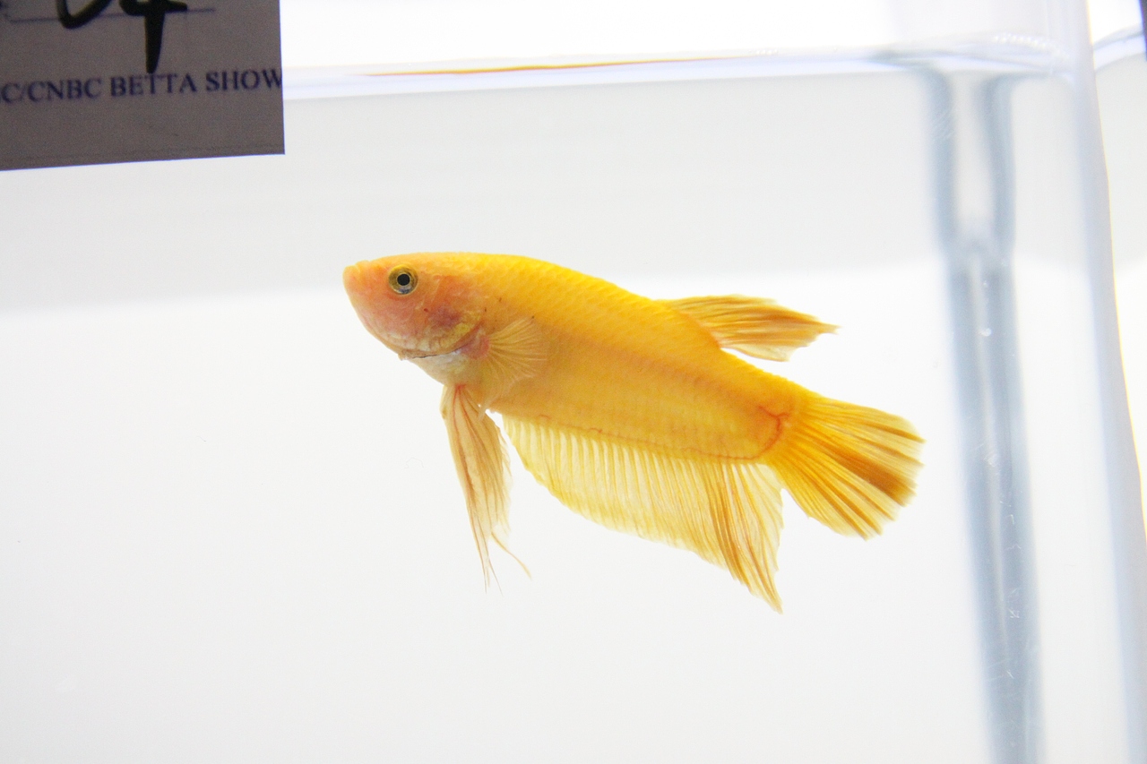 世界斗鱼观赏比赛 补充汇报