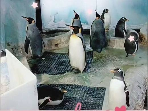 珠海长隆海洋王国企鹅馆