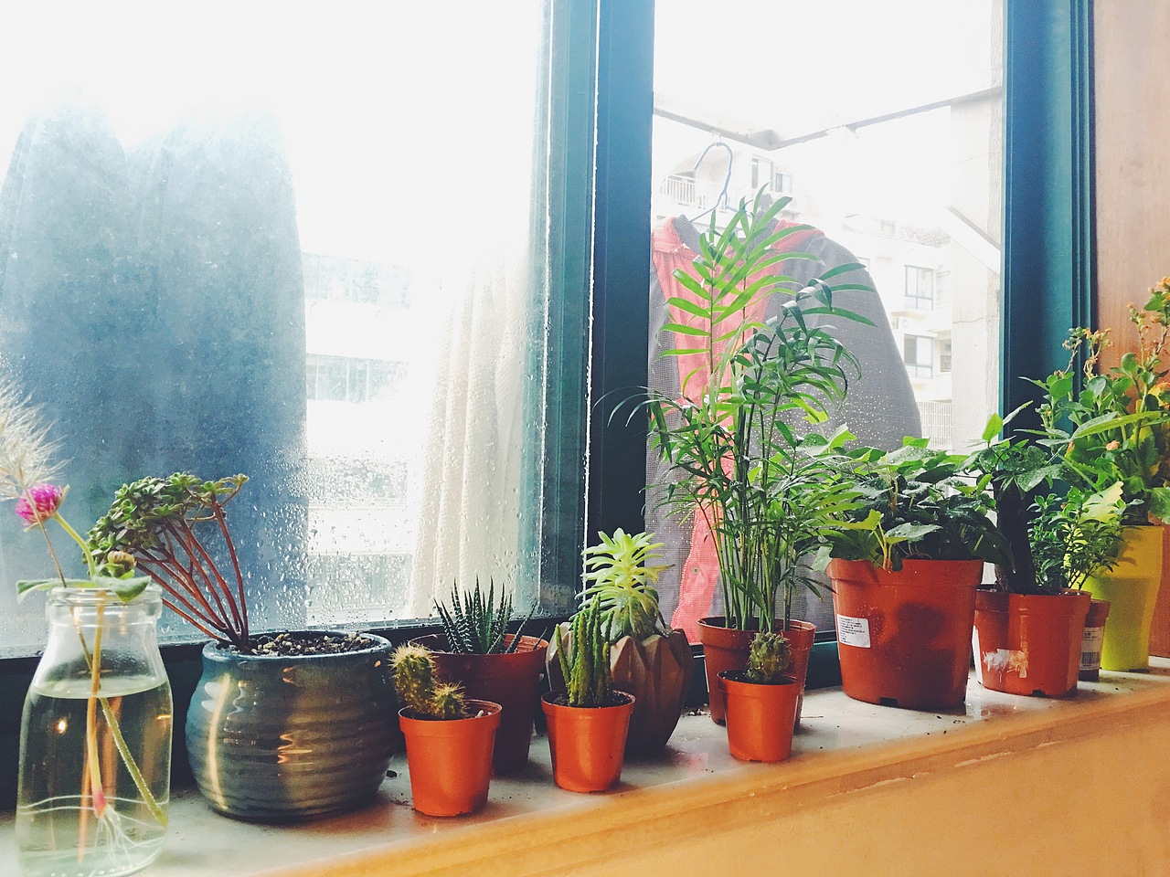 安静的养花画画