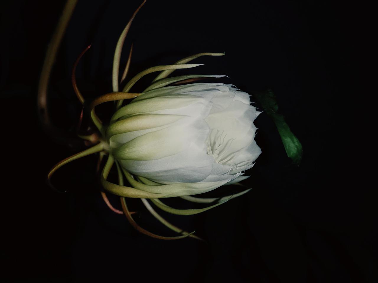 昙花|仲夏夜之梦
