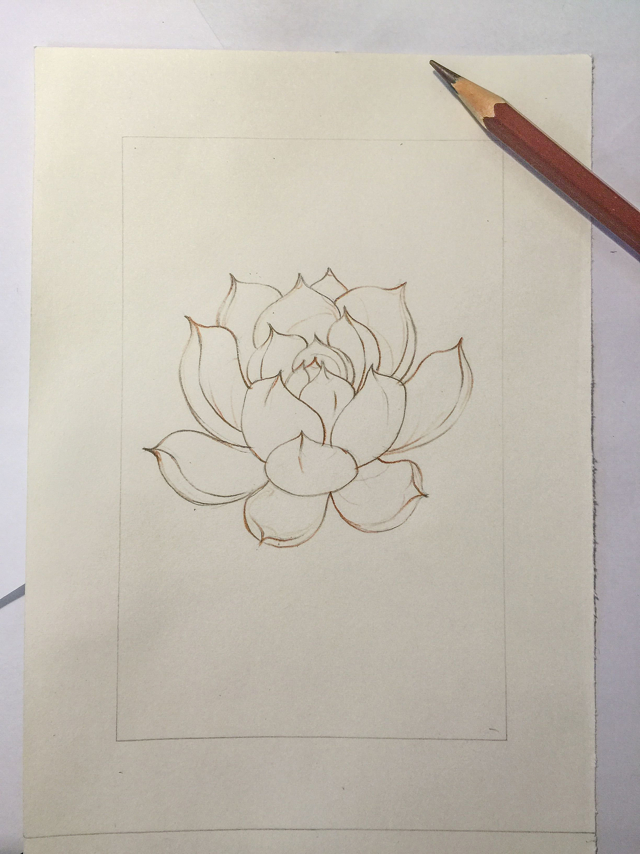 彩铅多肉-吉娃娃