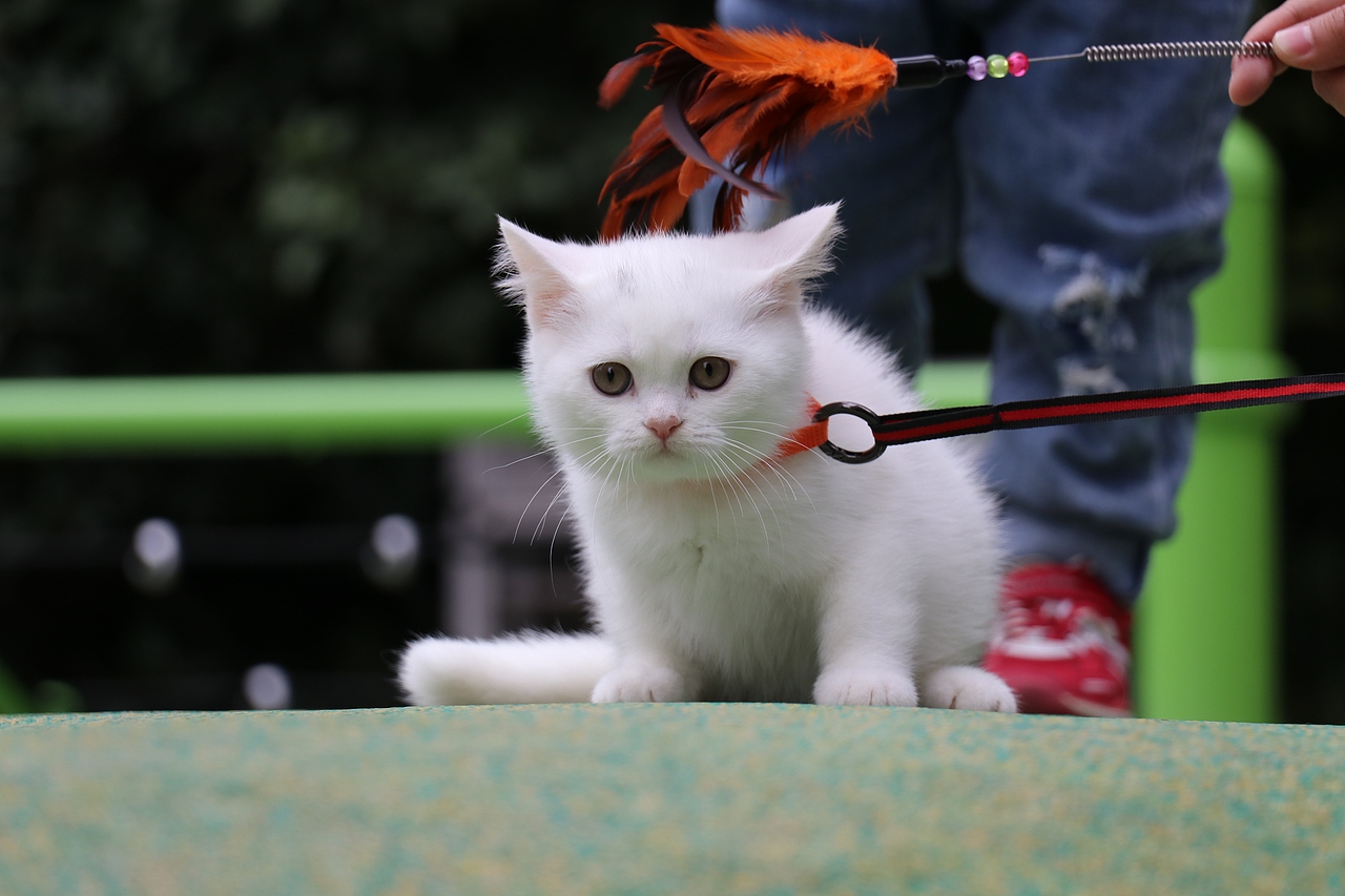 195-英短纯白公-全身白 纯种白猫 英短