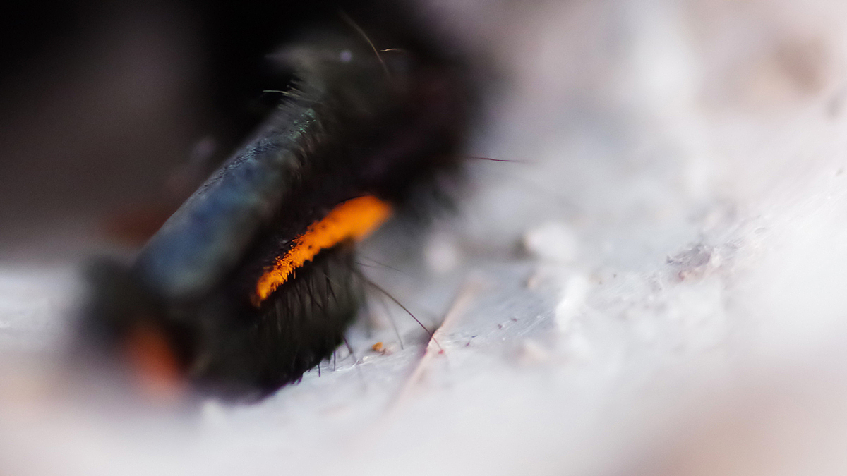 捕鸟蛛摄影（图ZMTY3NDU4OTMy） - 宠物摄影 - 站酷设计师游侠Lo原创素材 - 站酷ZCOOL