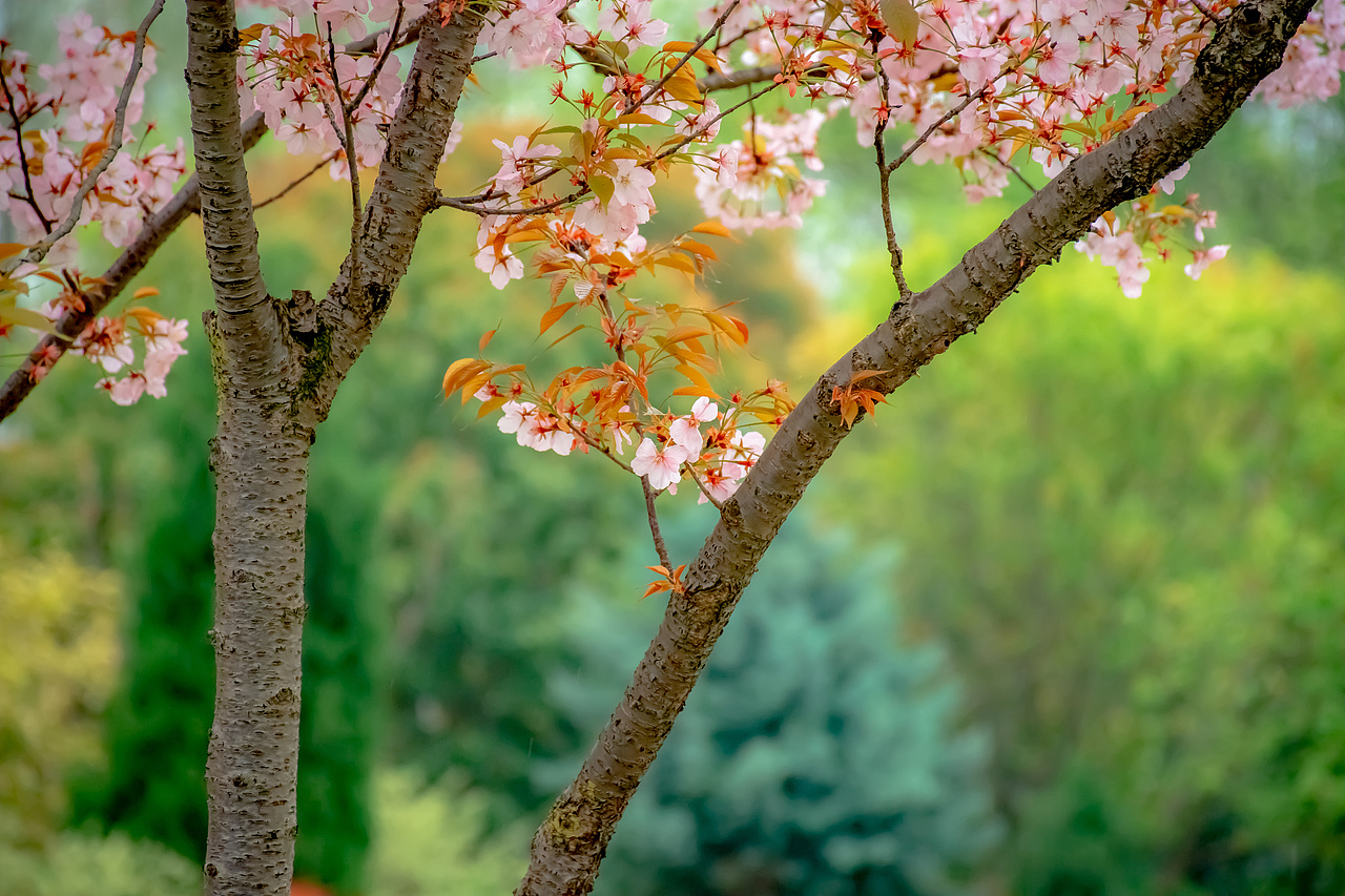 疫情下的植物园