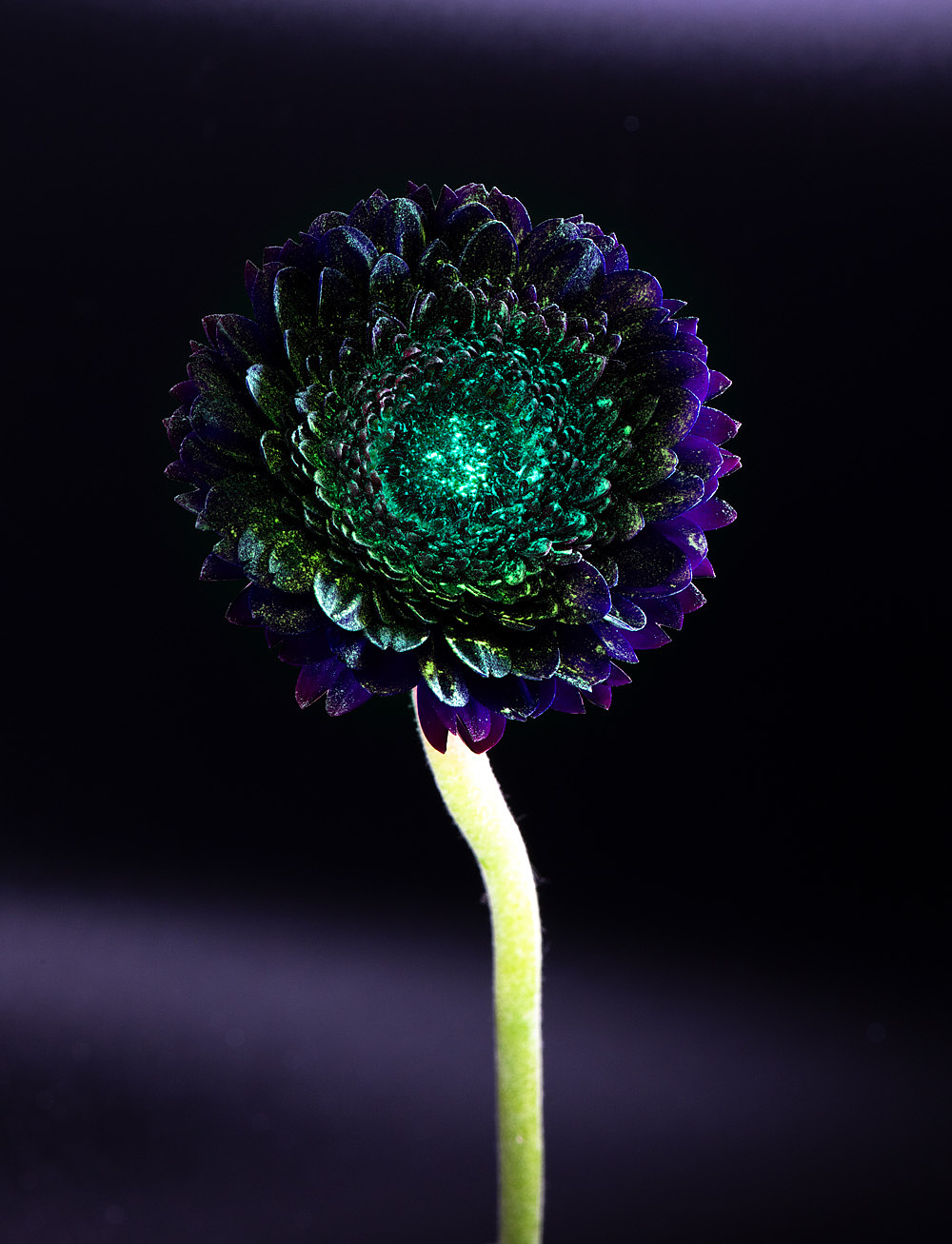 绽影像之《后花园之夜》（图ZMTQ3MjE5MjE2） - 产品摄影 - 站酷设计师陈绽原创素材 - 站酷ZCOOL