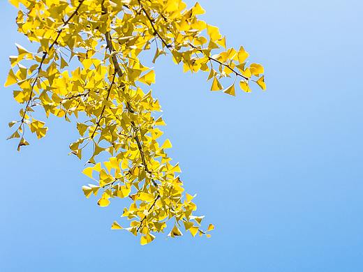 秋的味道|银杏知道（个人主页-ZMjUwMTA2MjQ=） - 风光摄影 - 站酷设计师Juzel原创素材 - 站酷ZCOOL