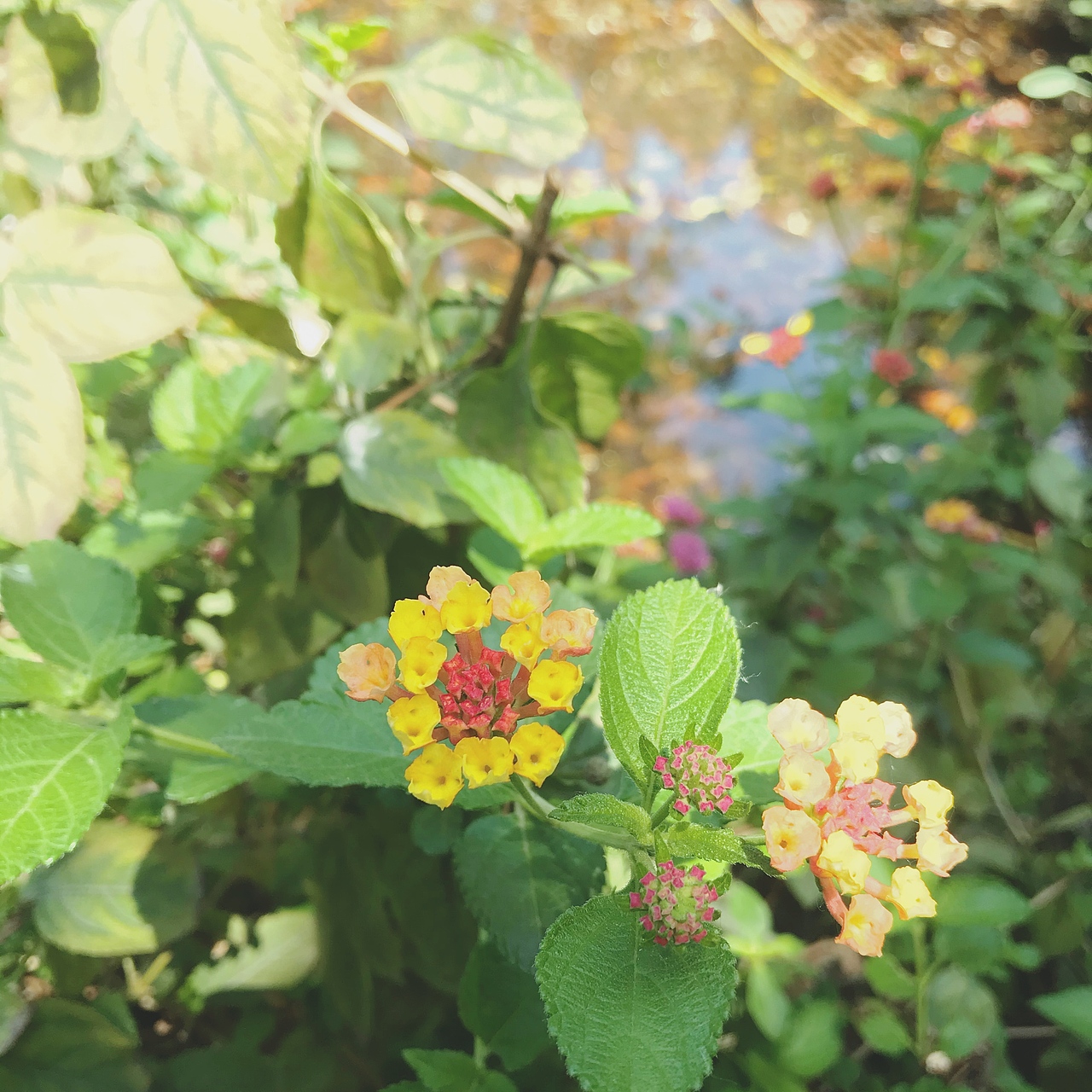 夏（图ZMjE1Mzk1MTQ0） - 风光摄影 - 站酷设计师飞行滴窝窝头原创素材 - 站酷ZCOOL