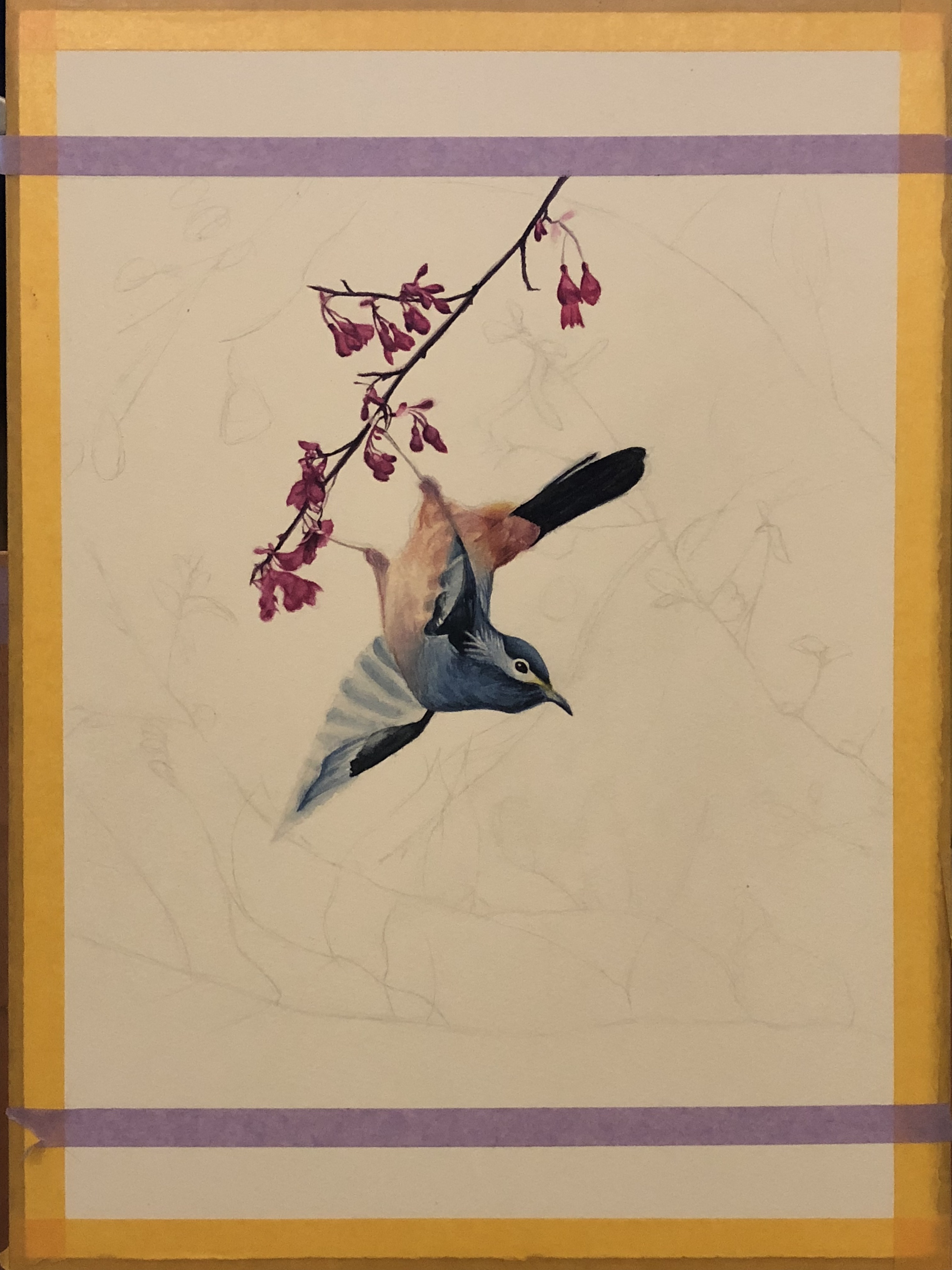 飞翔的蓝鸟-水彩手绘