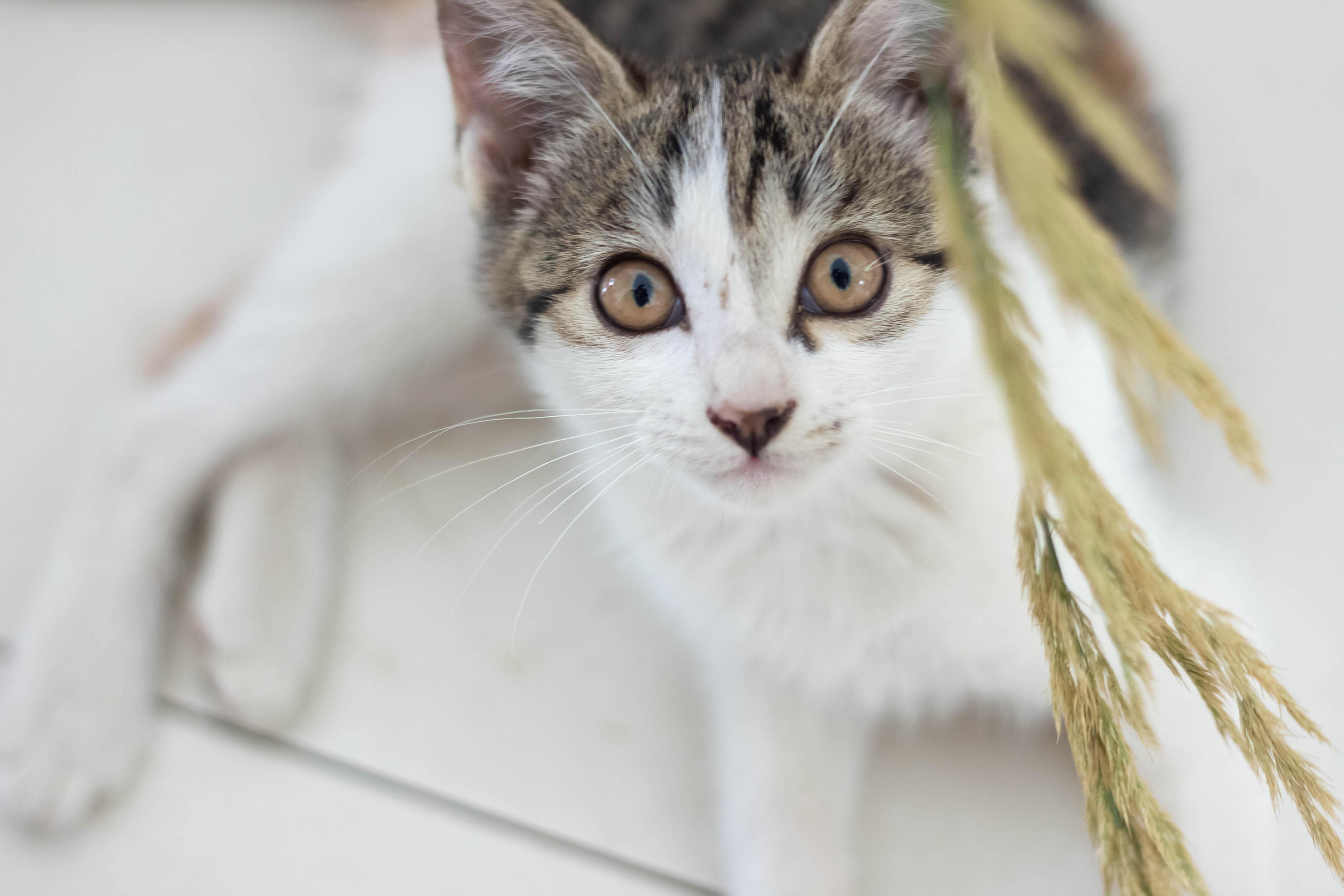 逗猫草第一期,要不要了解一下?