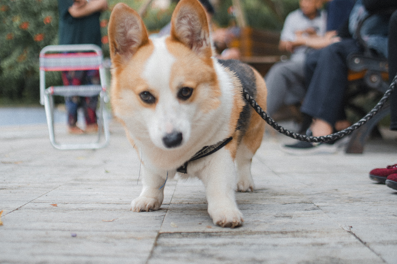 多多的故事（图ZMjEwMzM2Nzcy） - 宠物摄影 - 站酷设计师aiml1998原创素材 - 站酷ZCOOL