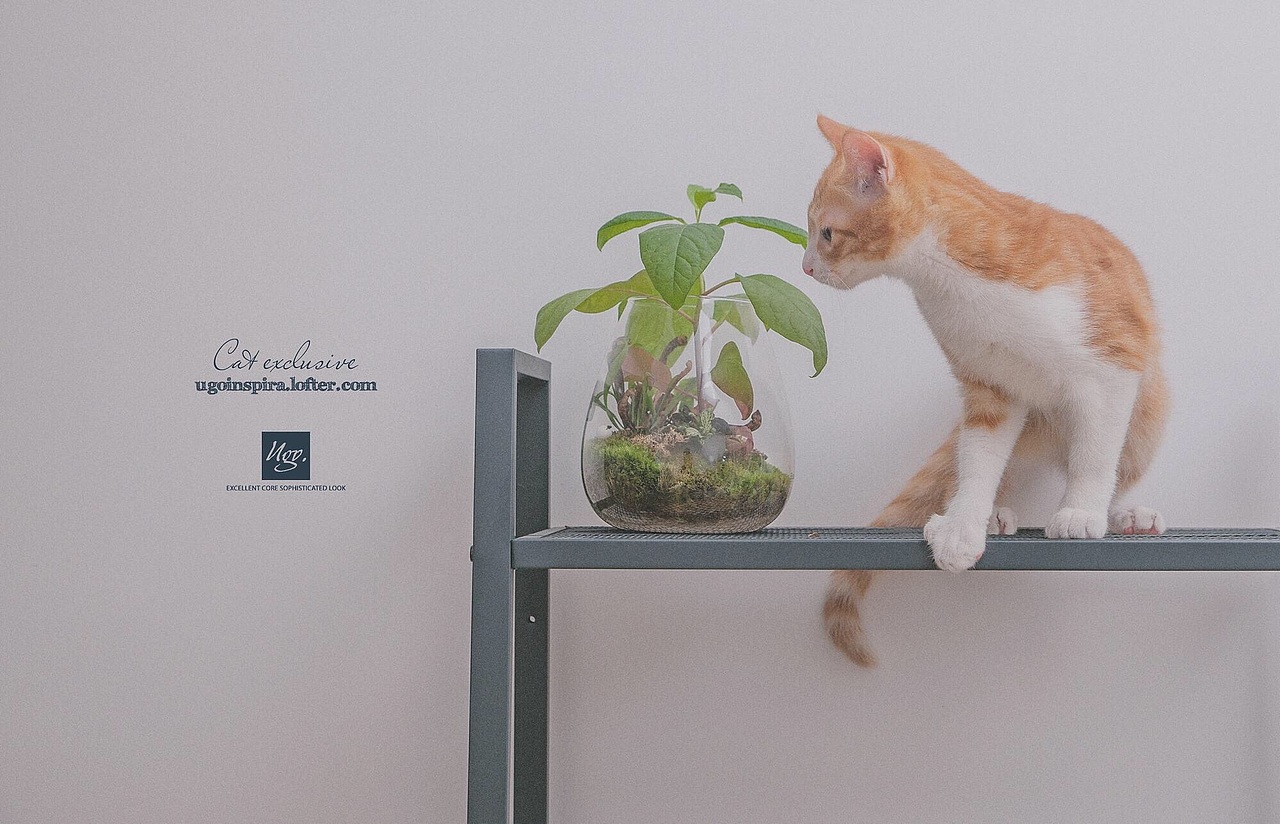 用境摄 去影心【动物摄影师何某某个人作品4】