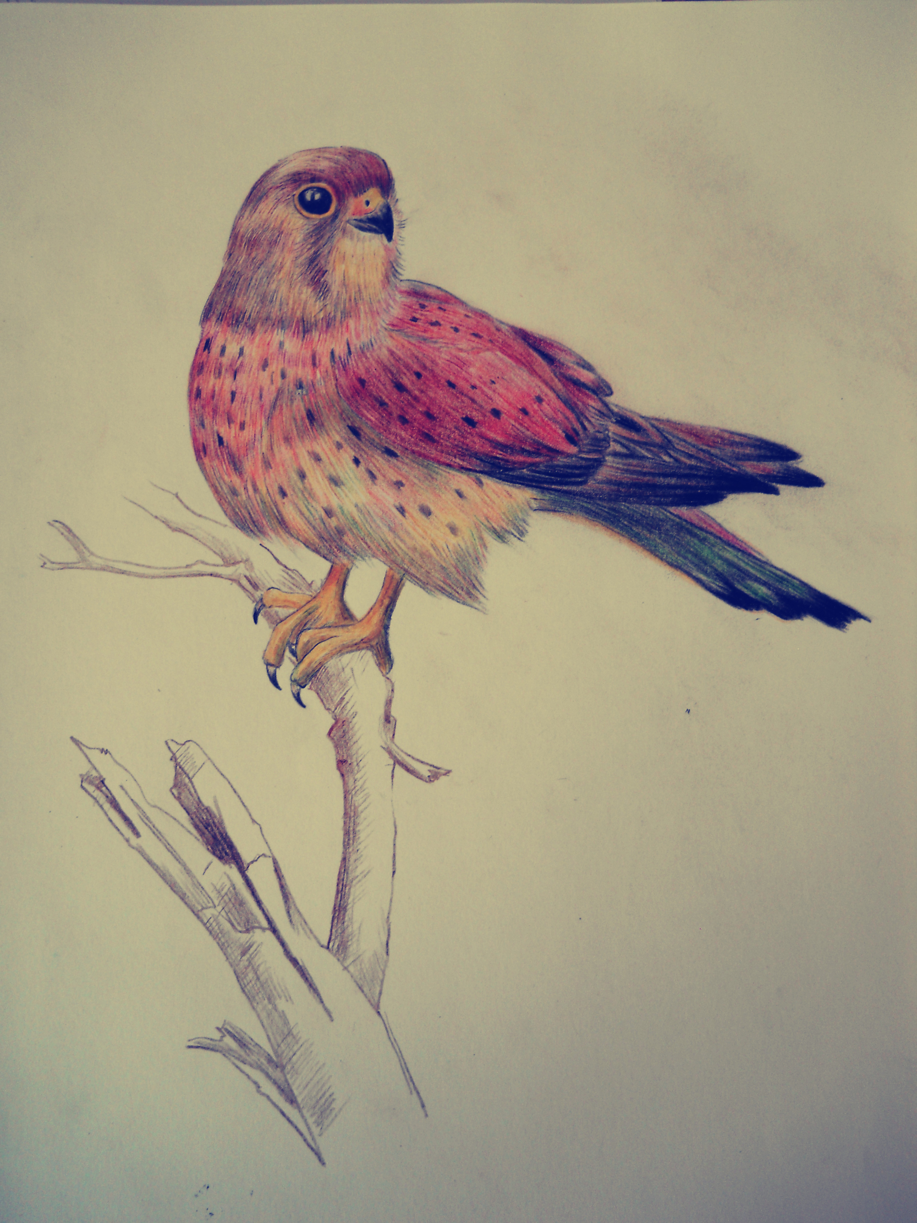 彩铅动物|纯艺术|绘画|吉安宫里的饼哥 - 原创作品 - 站酷 (zcool)