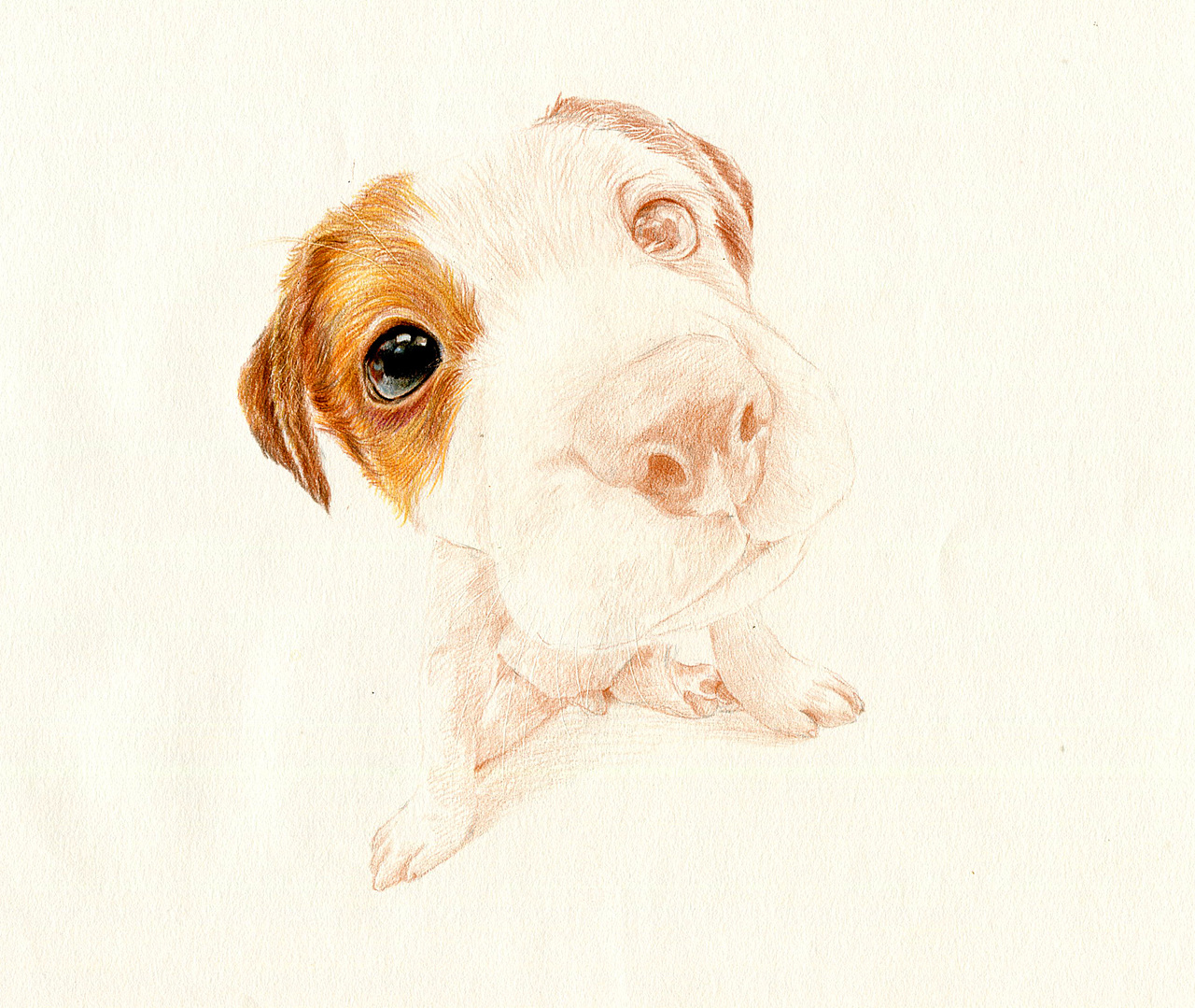 彩铅狗狗——杰克罗素梗犬（图ZMzU5NTAwOTI=） - 绘画 - 站酷设计师箐莜菲菲原创素材 - 站酷ZCOOL