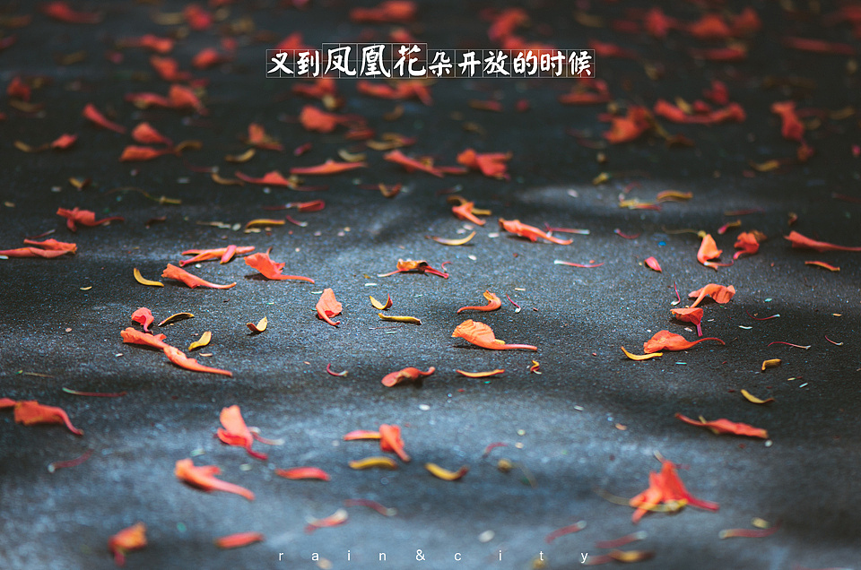 凤凰花开在路口
