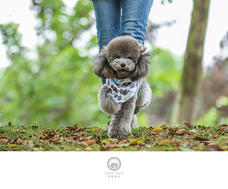 美少女和大长腿的小二黑（图ZNDg5NjYwNzY=） - 宠物摄影 - 站酷设计师挂糖原创素材 - 站酷ZCOOL