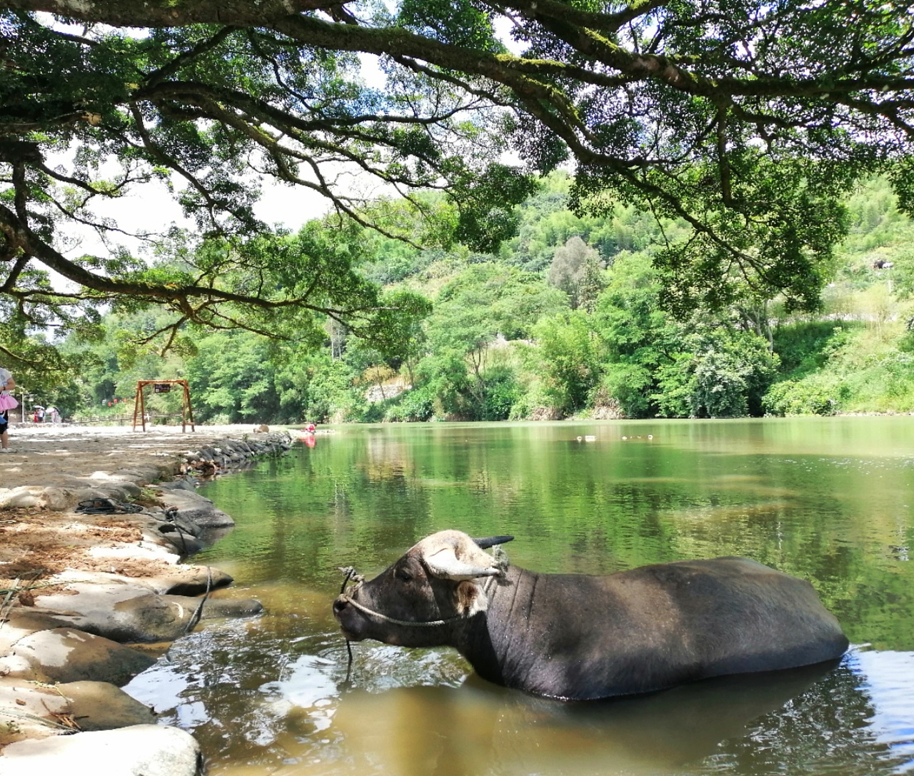 榕树旁河边趴着休息的大水牛