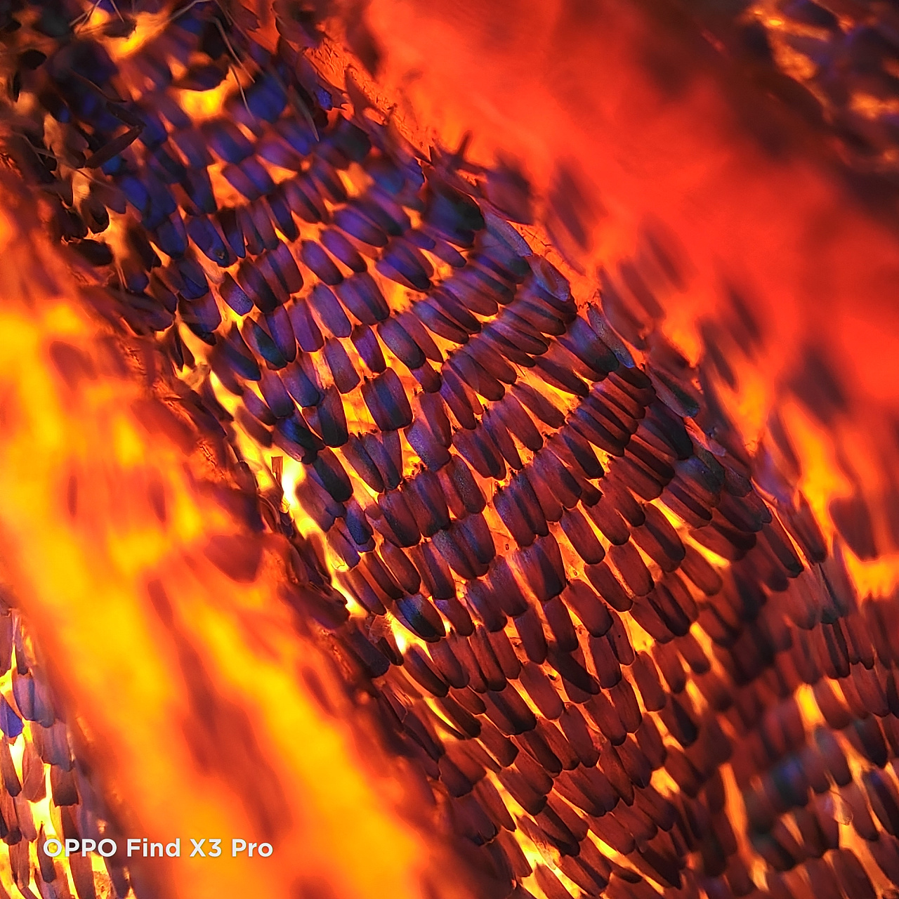 样张-oppo find x3 pro(显微镜)|摄影|产品摄影|澜星科技 - 原创作品