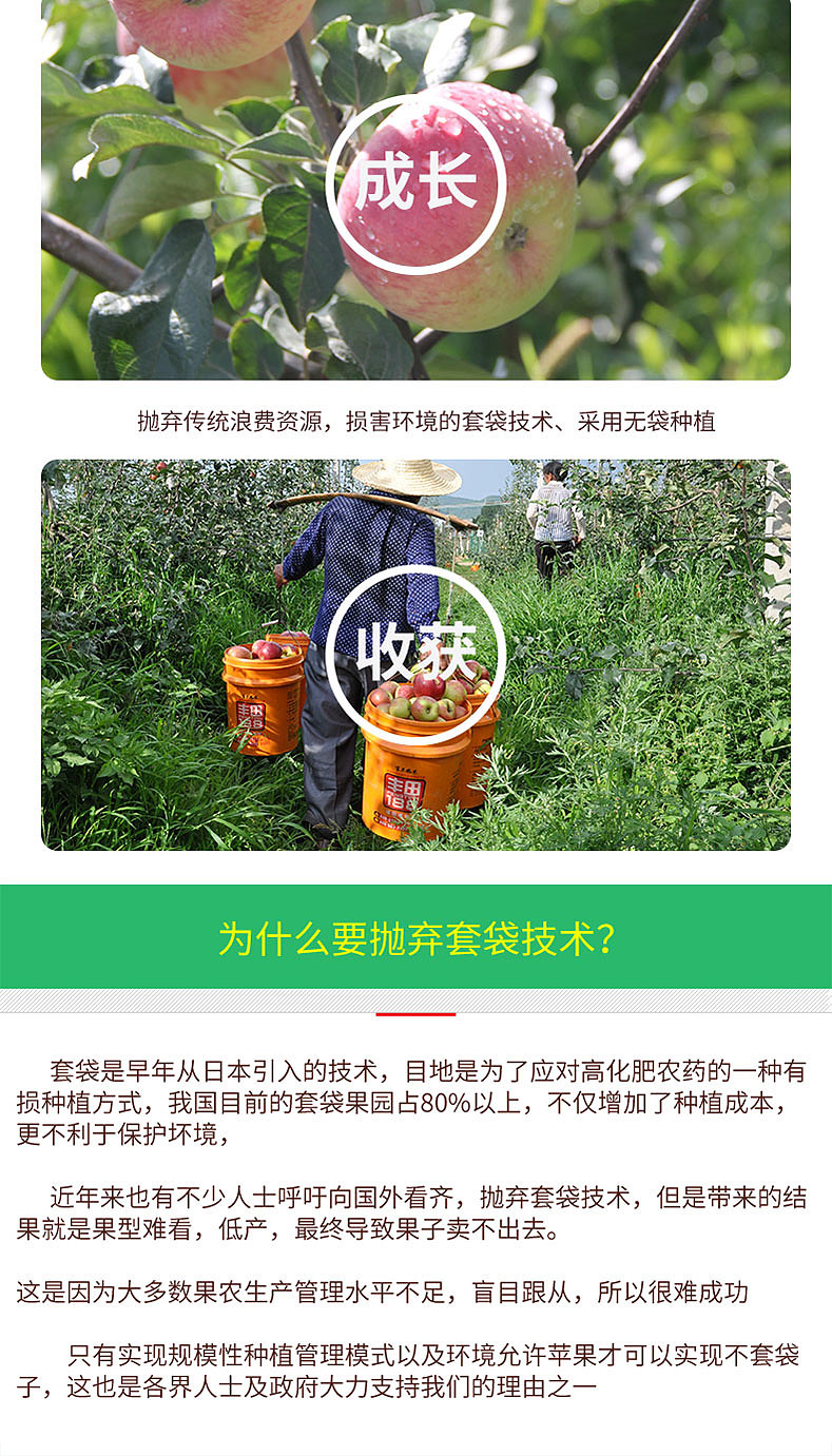 昭通苹果众筹详情页设计