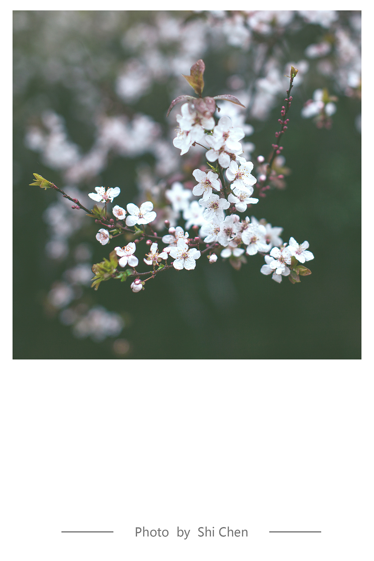 雨后~（图ZMTYxMTc3Mjg=） - 风光摄影 - 站酷设计师zhzxsc原创素材 - 站酷ZCOOL