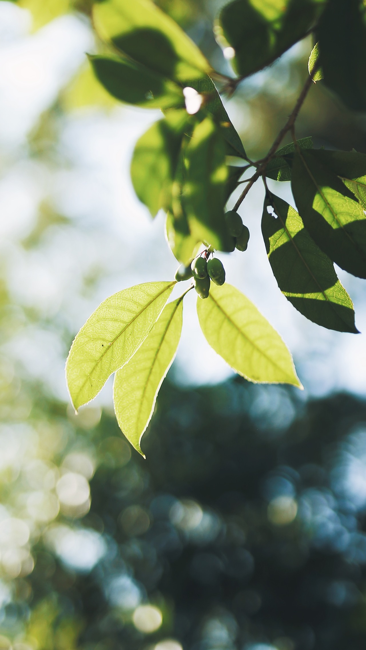 早春的痕跡??（圖ZMjQzOTg0NDk2） - 風(fēng)光攝影 - 站酷設(shè)計(jì)師Z自由女神原創(chuàng)素材 - 站酷ZCOOL