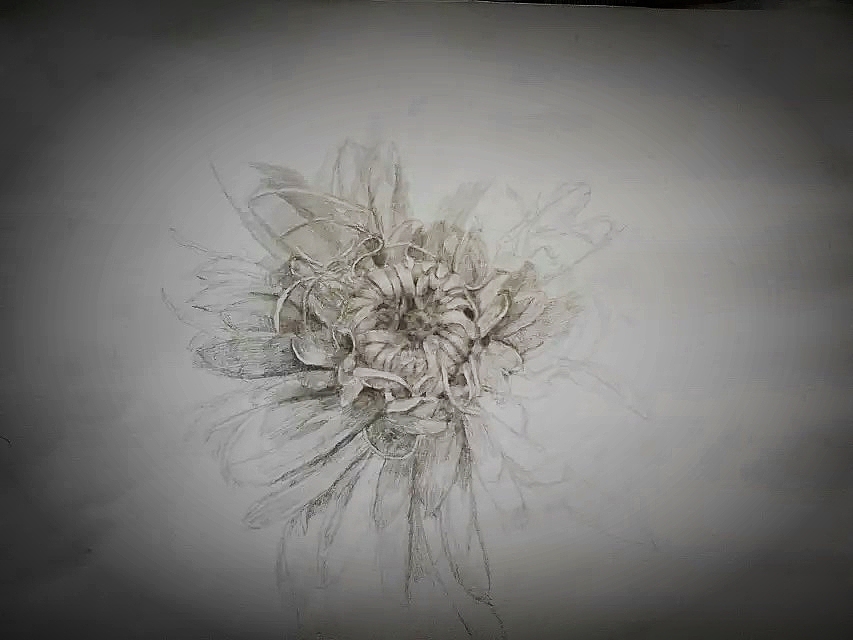 手绘《生命之花》