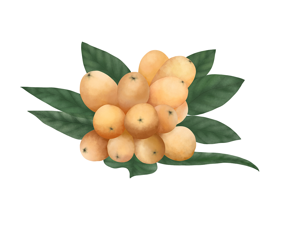 水果系列-枇杷（图ZMjMyODA4MzUy） - 商业插画 - 站酷设计师順殷原创素材 - 站酷ZCOOL