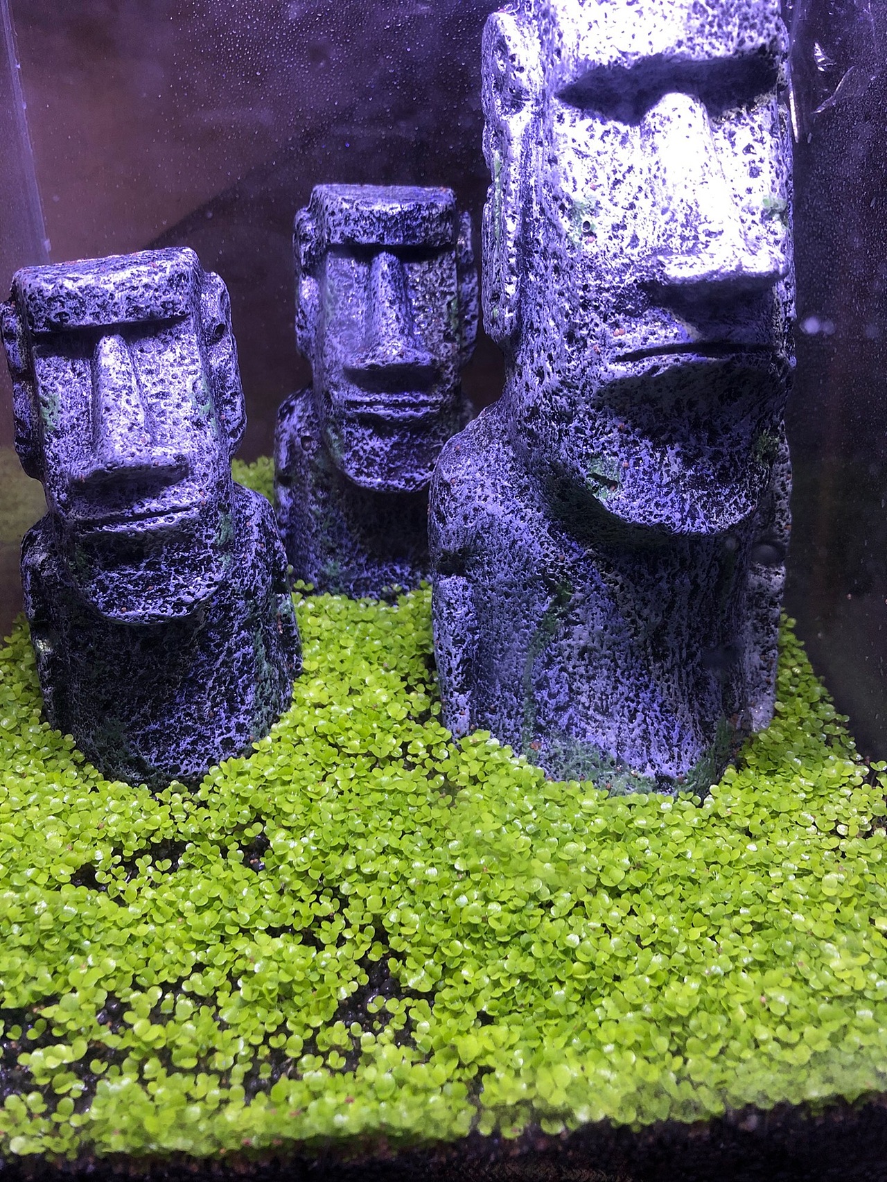 复活节岛孤独的守望者-草缸培育