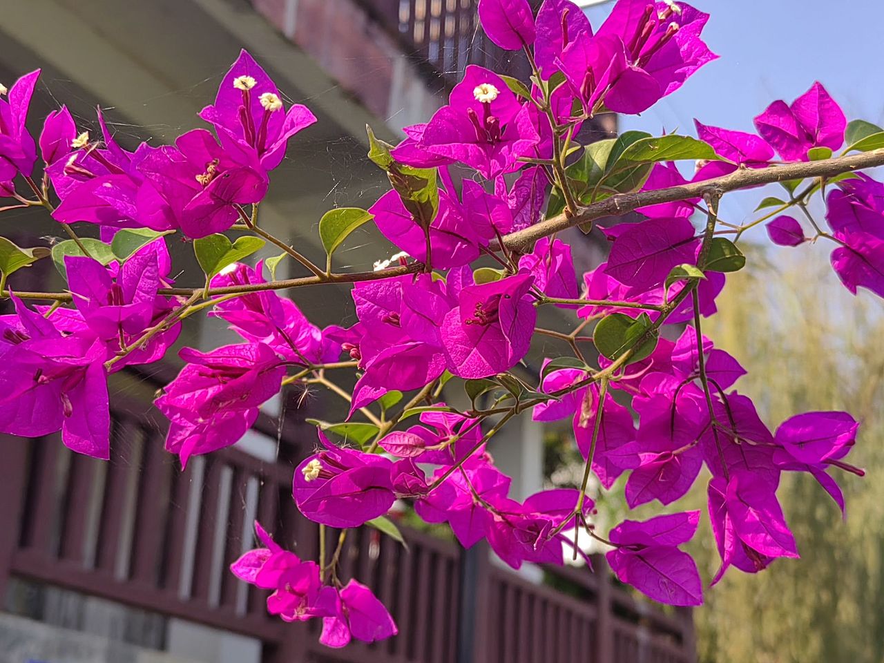 冬天玫红色三角梅