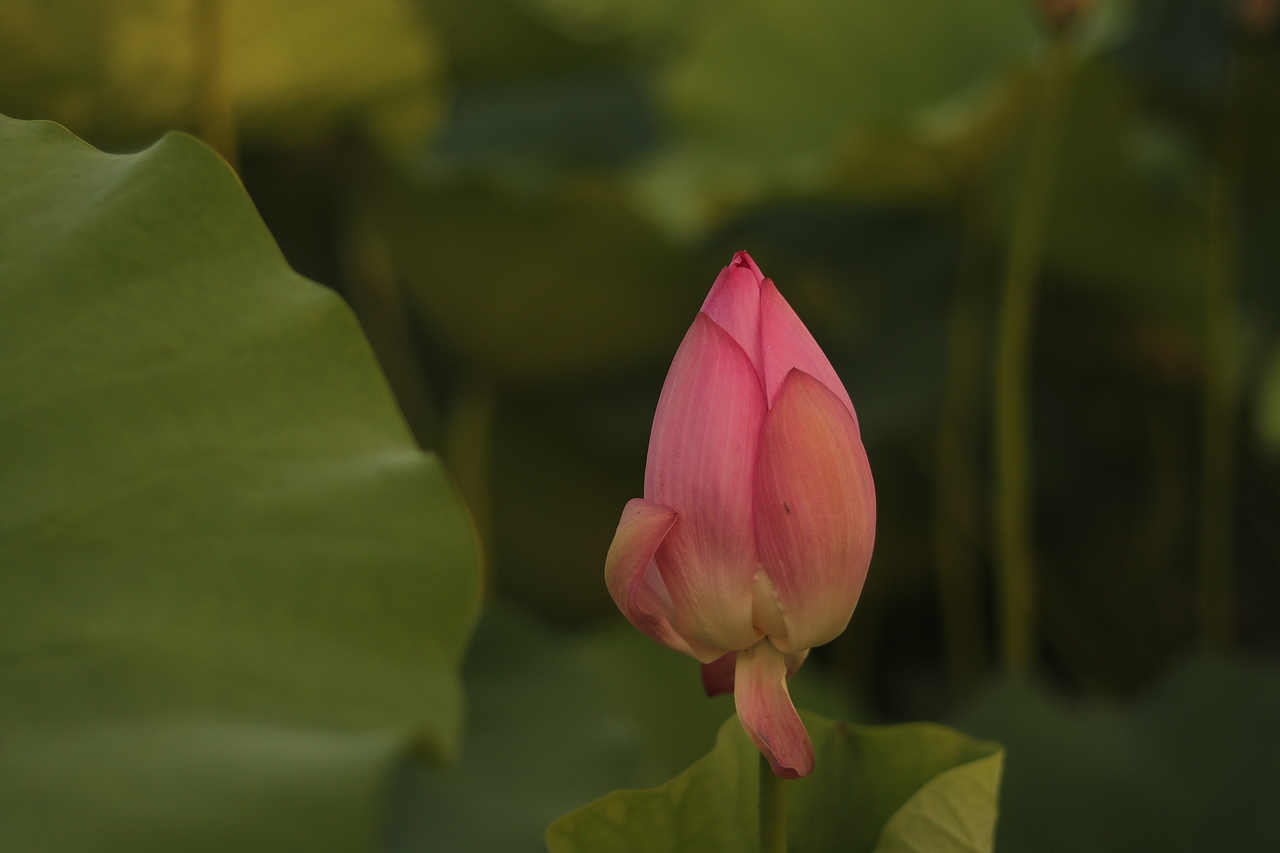 夏已去,荷花艳