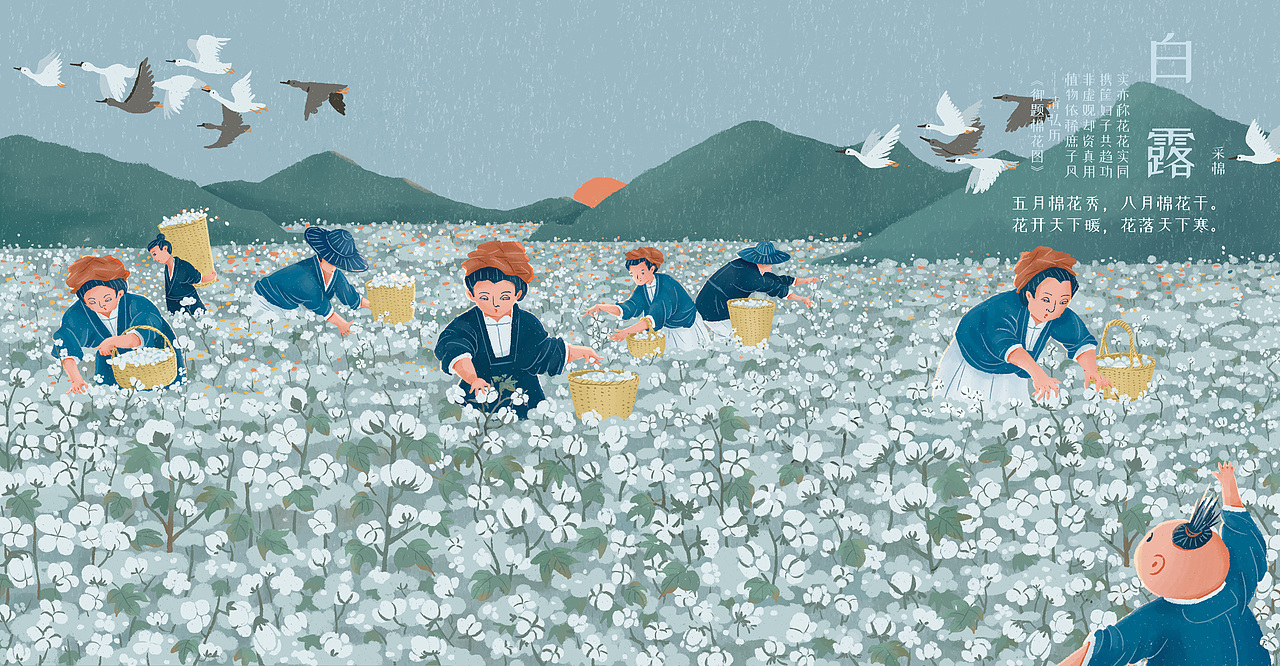 【白露】鸿雁来,摘棉花.