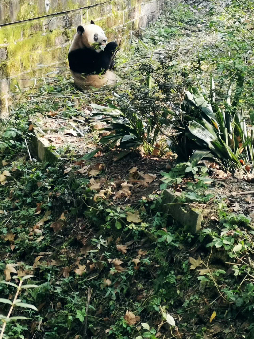 成都大熊猫基地