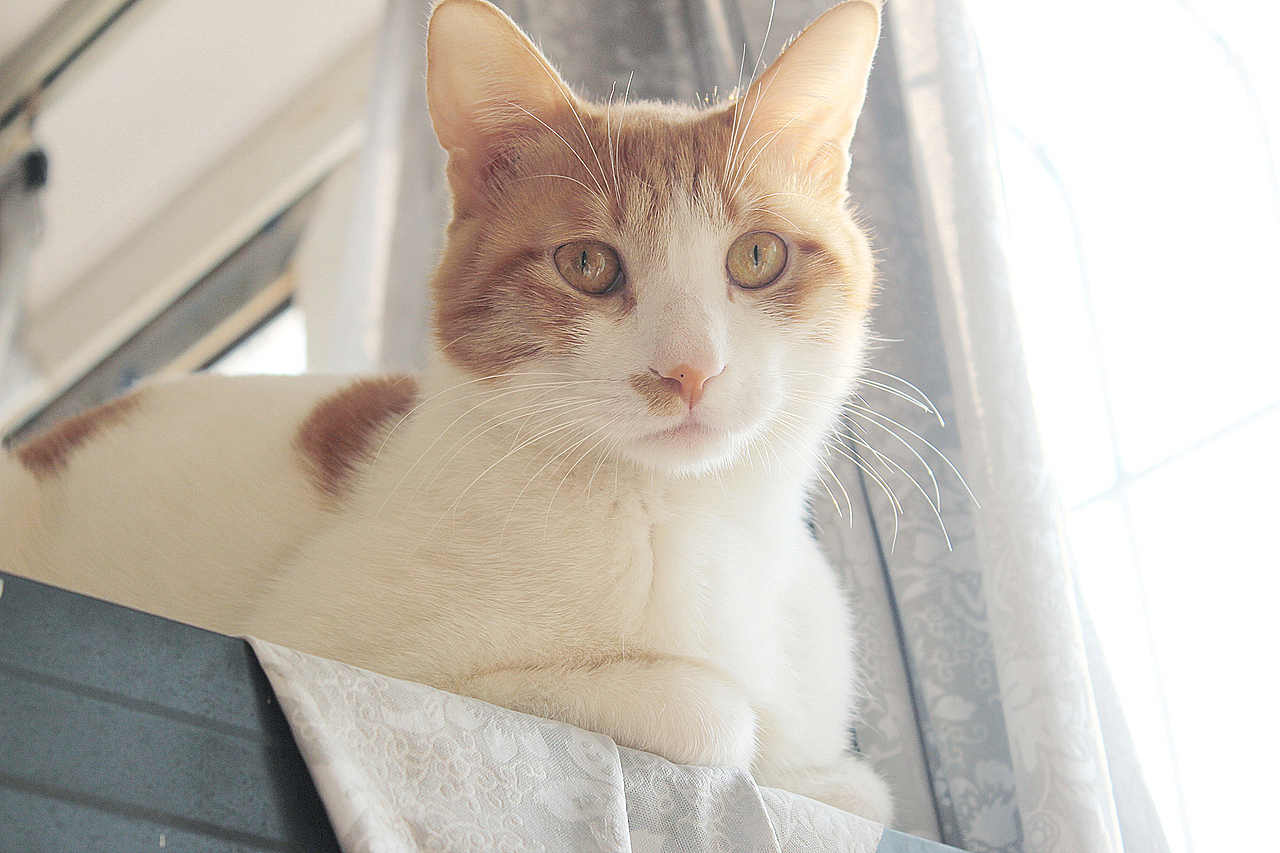 我主三喵（图ZMzg0ODYwODQ=） - 宠物摄影 - 站酷设计师黑天真黑原创素材 - 站酷ZCOOL