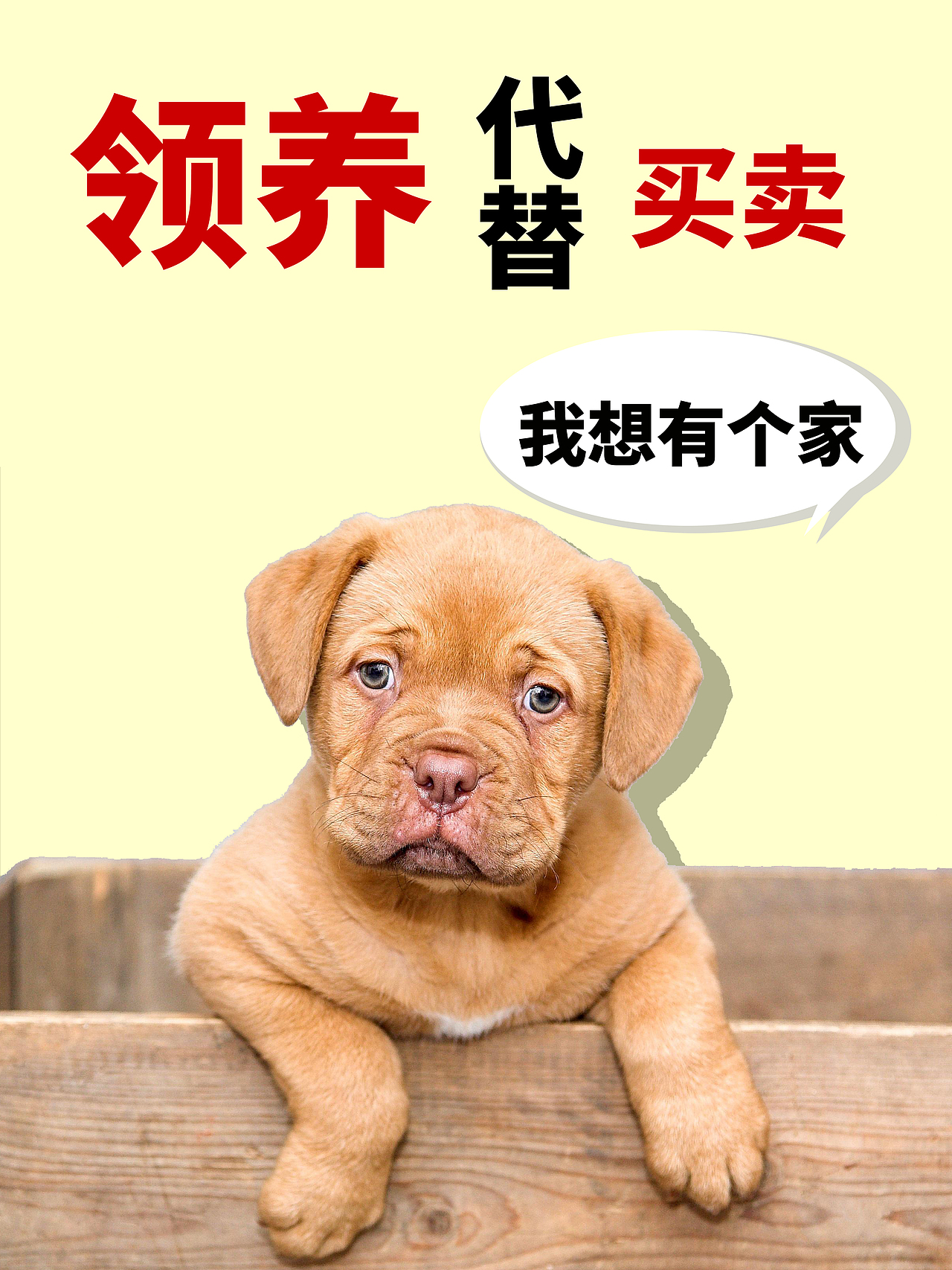 流浪狗领养海报（图ZMzA4NDcyMDIw） - 其他平面 - 站酷设计师阿灼Zzz原创素材 - 站酷ZCOOL