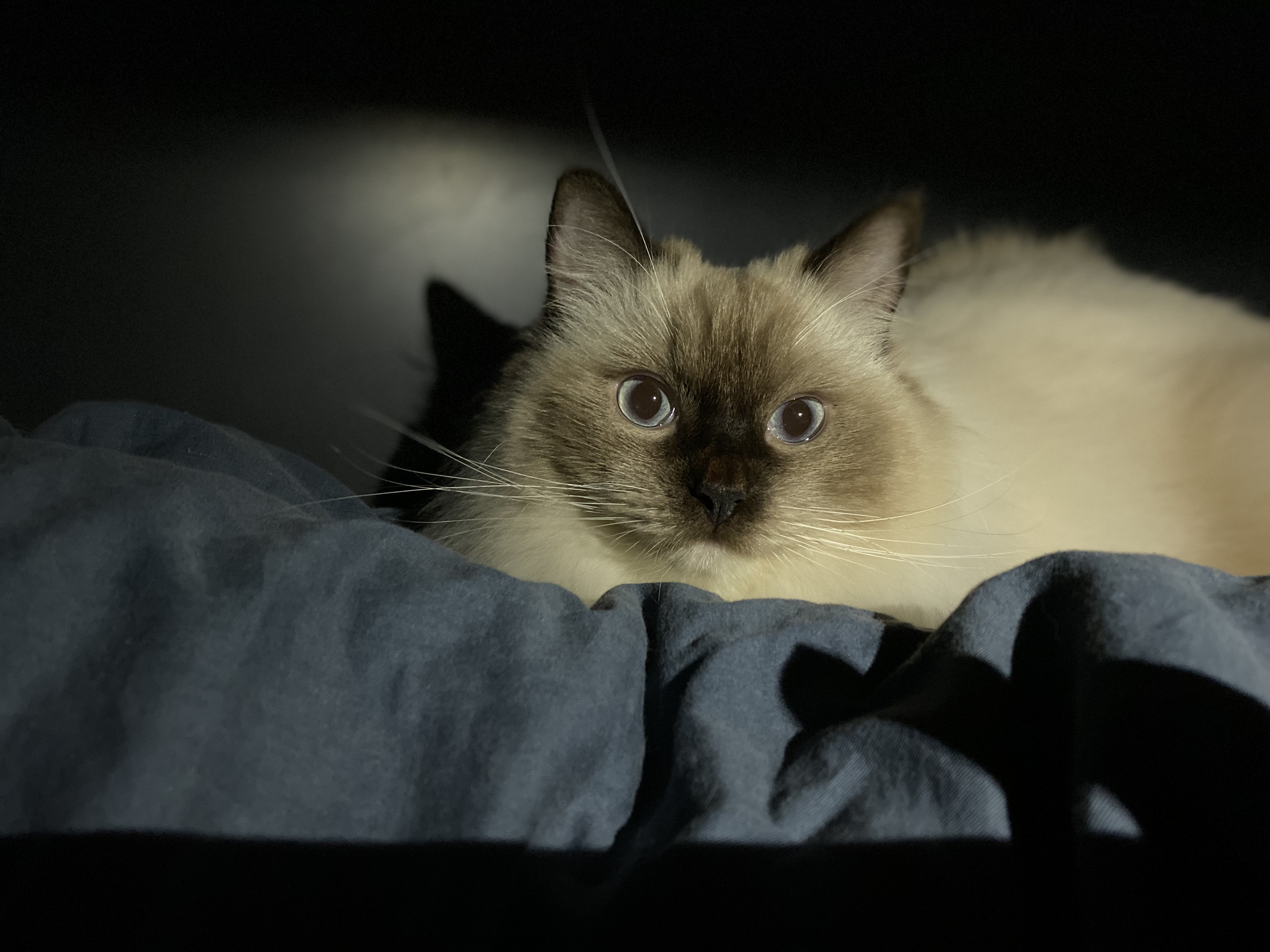 南大西洋的個(gè)人主頁(yè)（封面預(yù)覽） - 主頁(yè)封面設(shè)置 - 站酷設(shè)計(jì)師南大西洋原創(chuàng)素材 - 站酷ZCOOL