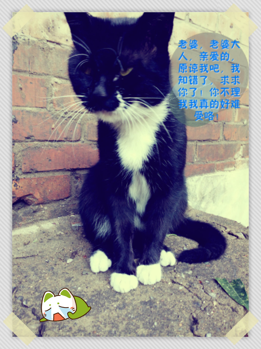 喵星人的世界……（图ZNjQ5OTYxODA=） - 宠物摄影 - 站酷设计师张张大师原创素材 - 站酷ZCOOL