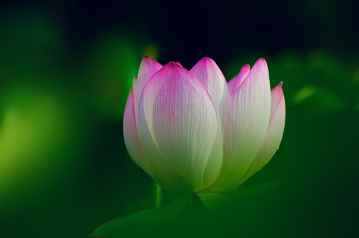 荷花奔放的季节烟雾意境荷花