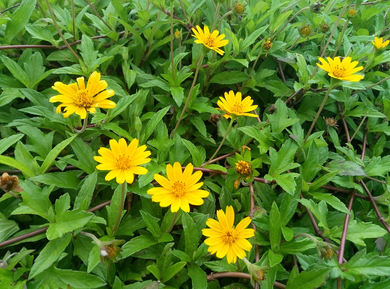 小黄花（图ZODQ4MTY5MDQ=） - 风光摄影 - 站酷设计师优悠在线原创素材 - 站酷ZCOOL